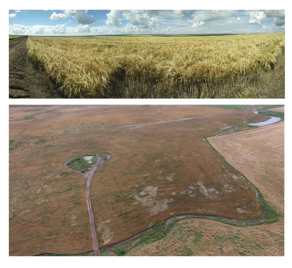 Top: Side view of a wheat field two weeks after being hit with a powerful mid-summer storm Middle: Drone photo from 60m above the ground showing flattened sections of the field that cannot be seen from the edge of the field Bottom: Nadir view, or straight-down, orthophoto of the full field from stitched together drone photos that show the damaged sections of the field mapped in red and quantified down to the acre.