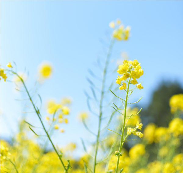 flowering canola